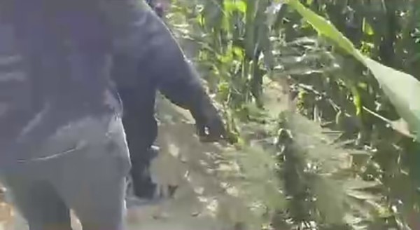 Mısır tarlasına ekilen uyuşturucuyu jandarma ele geçirdi: 1 tutuklama