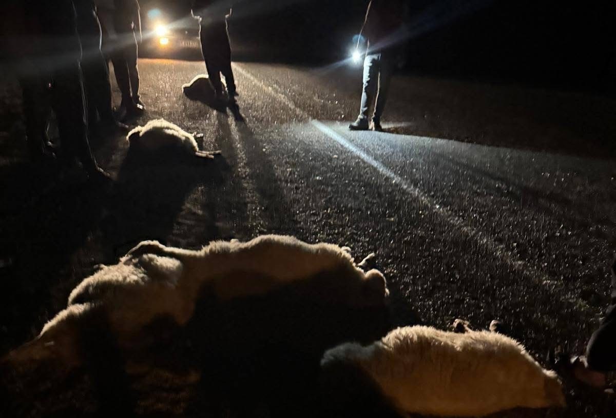 Otomobilin çarptığı 11 hayvan telef oldu