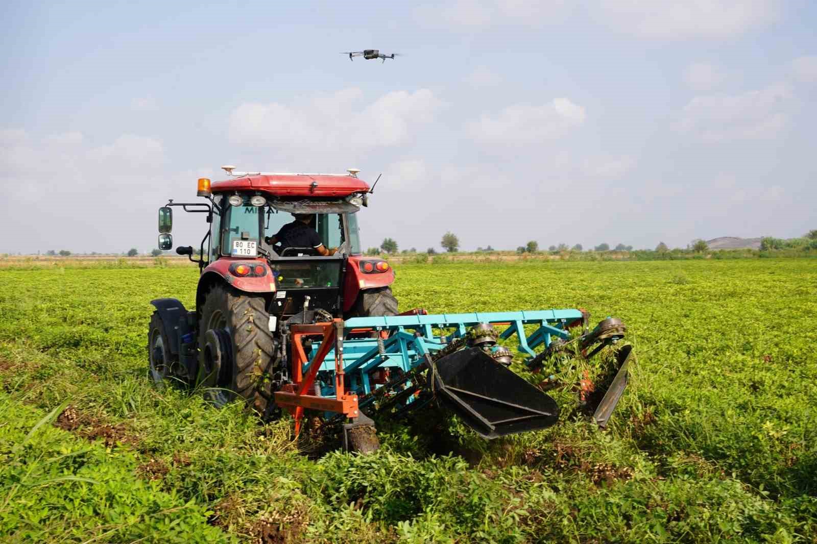 Türkiye’nin yer fıstığı üretim merkezi Osmaniye’de, bu yıl 52 bin ton rekolte bekleniyor