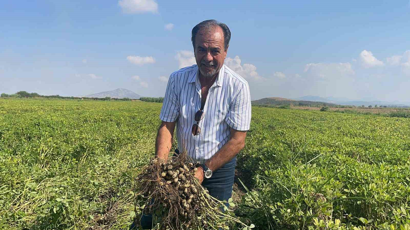 Türkiye’nin yer fıstığı üretim merkezi Osmaniye’de, bu yıl 52 bin ton rekolte bekleniyor
