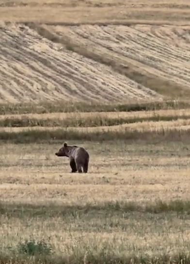 Ardahan’da boz ayı tarlaya indi