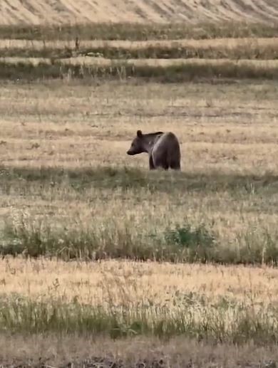Ardahan’da boz ayı tarlaya indi
