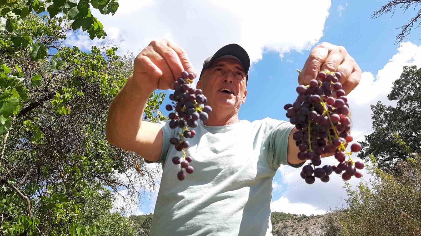 Çiftçiler kışlık hazırlığında: Pekmezlik üzümlerin hasadı yapıldı