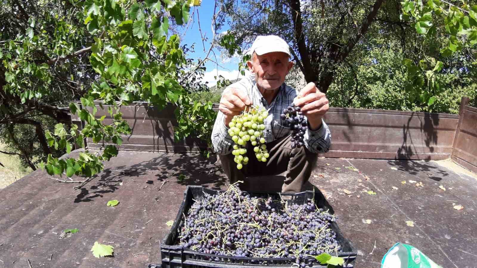 Çiftçiler kışlık hazırlığında: Pekmezlik üzümlerin hasadı yapıldı
