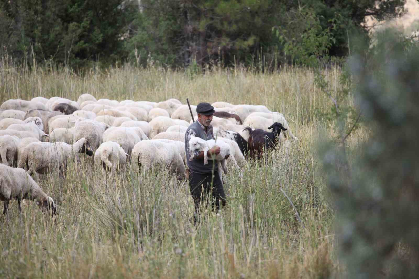 Burdur’un dağlarında yarım asırdır koyunların peşinde
