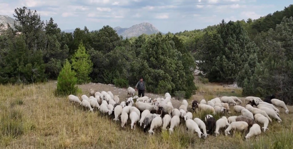 Burdur&rsquo;un dağlarında yarım asırdır koyunların peşinde
