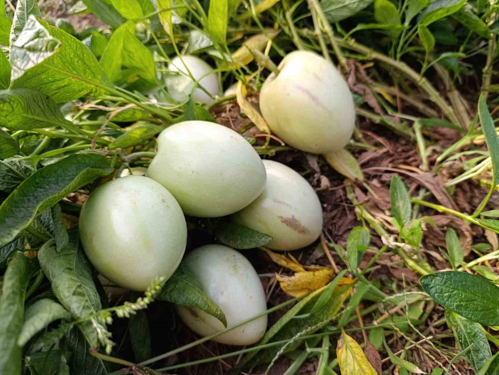 Demirci’de ilk kez pepino yetiştirildi