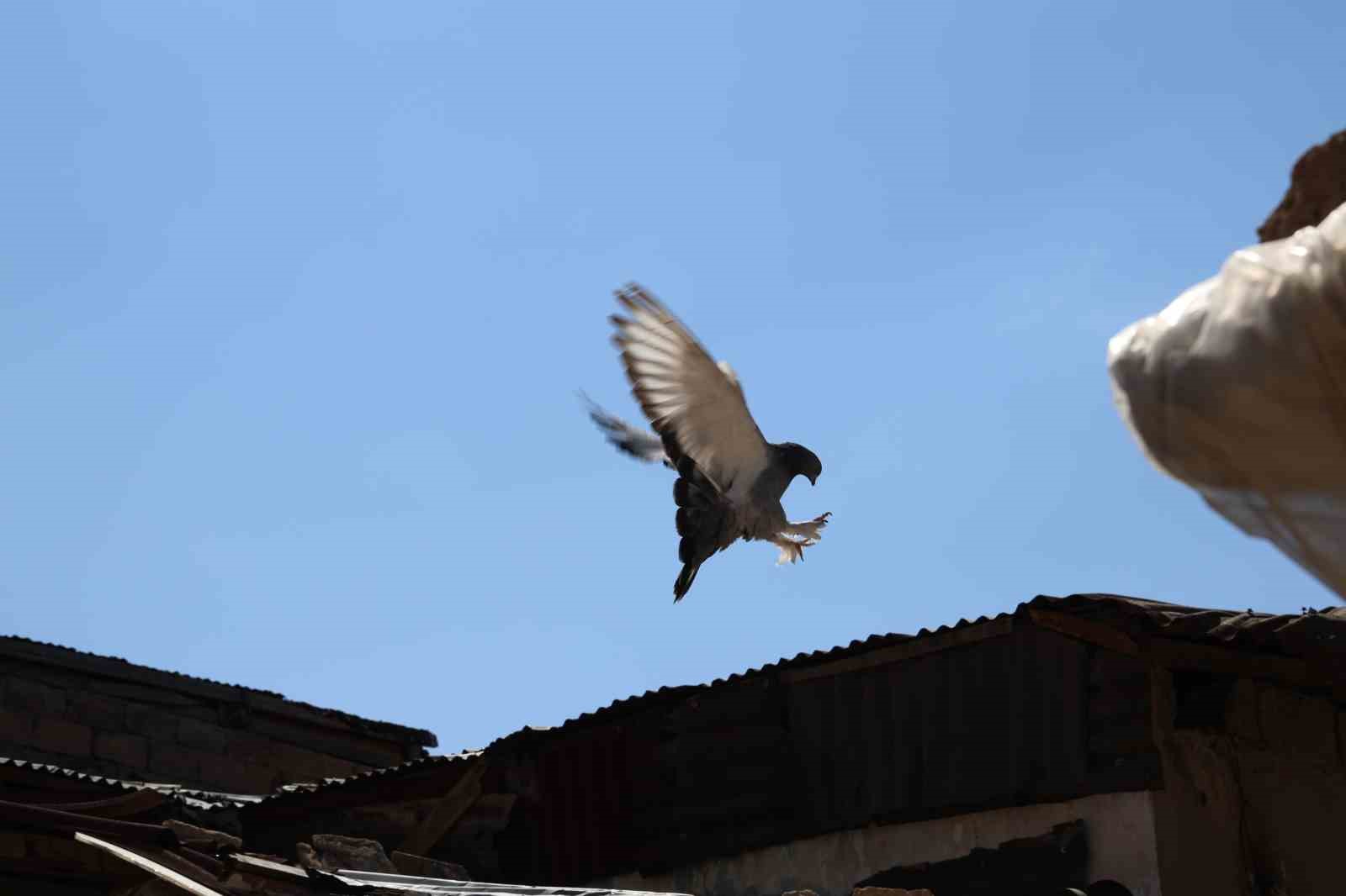 Banka kasası değil g&uuml;vercin k&uuml;mesi
