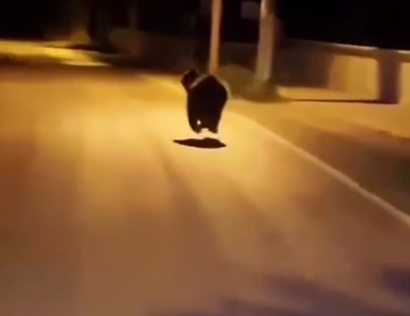 Yalova&rsquo;da ayı k&ouml;y yoluna indi
