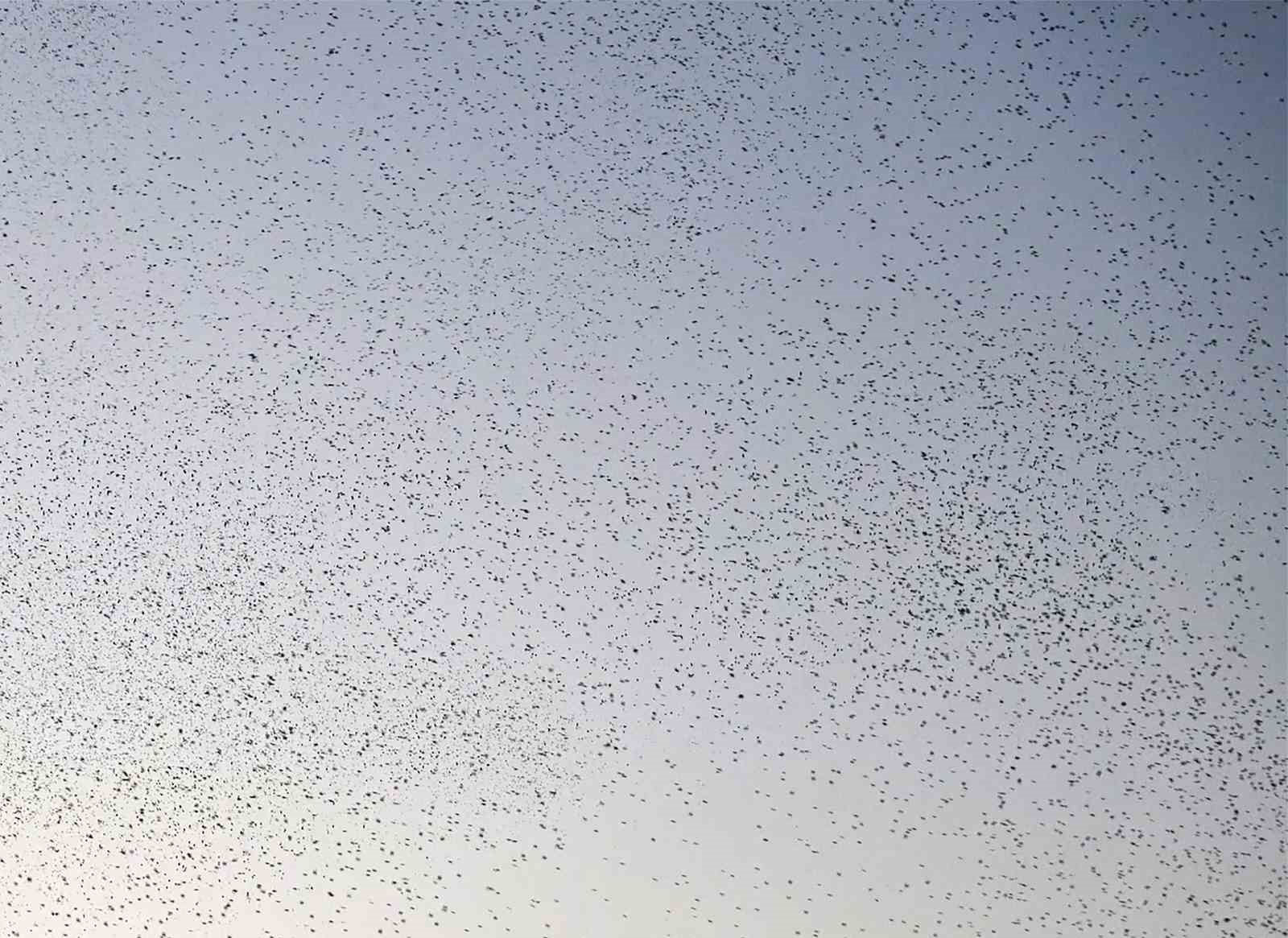 Bitlis semalarında binlerce kuş adeta dans etti