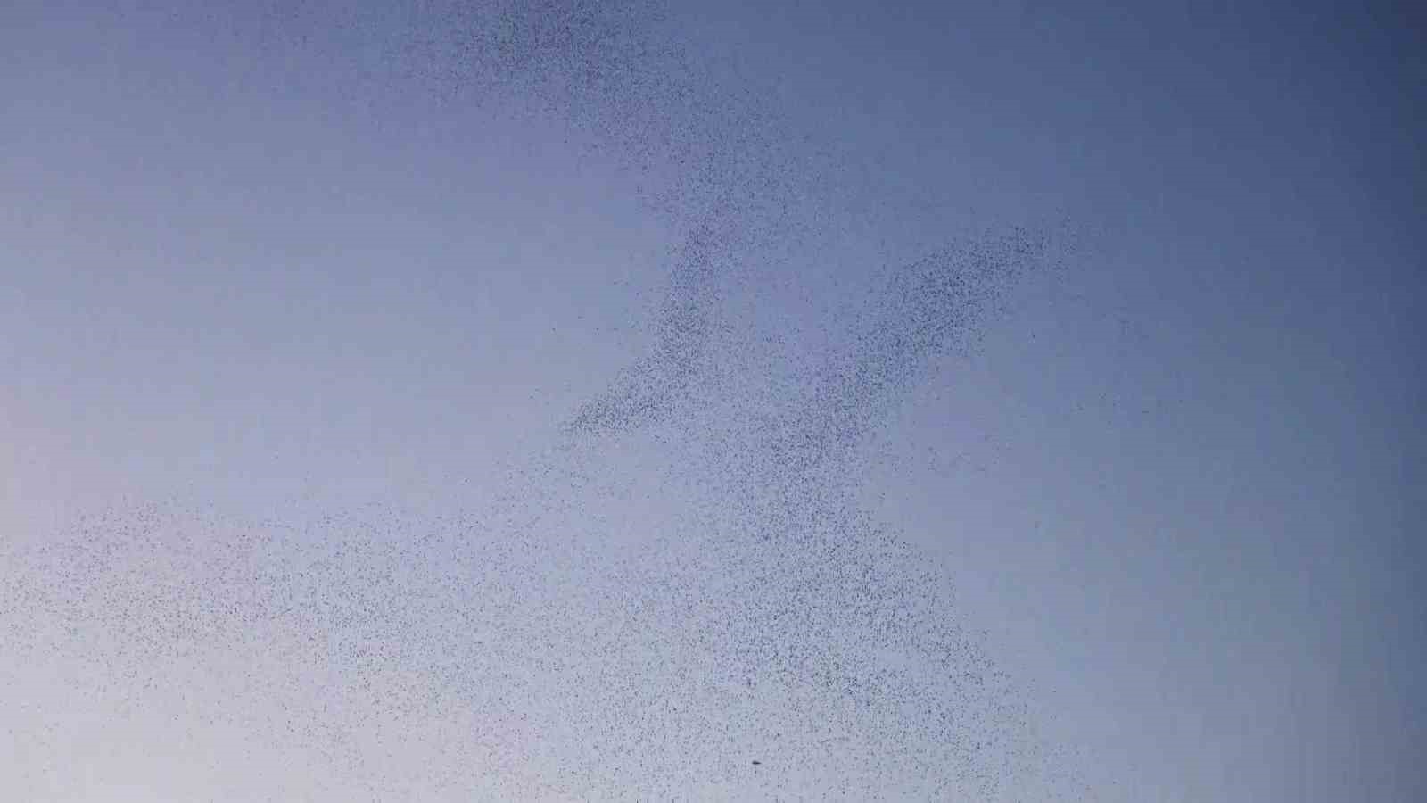 Bitlis semalarında binlerce kuş adeta dans etti