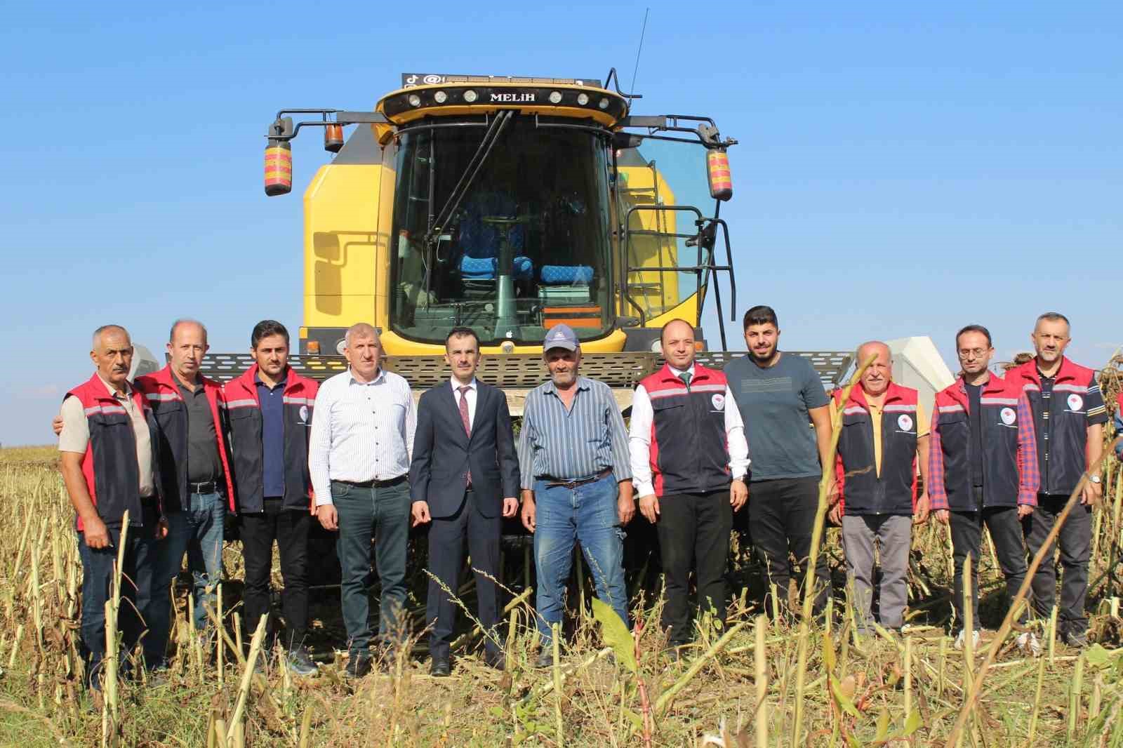 Pazar’da ayçiçeğinde 600 ton ürün bekleniyor