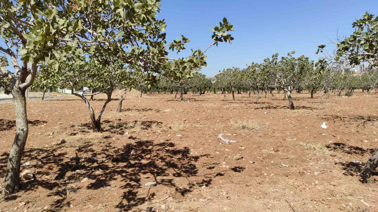 Kayıp kadın bahçede ölü bulundu