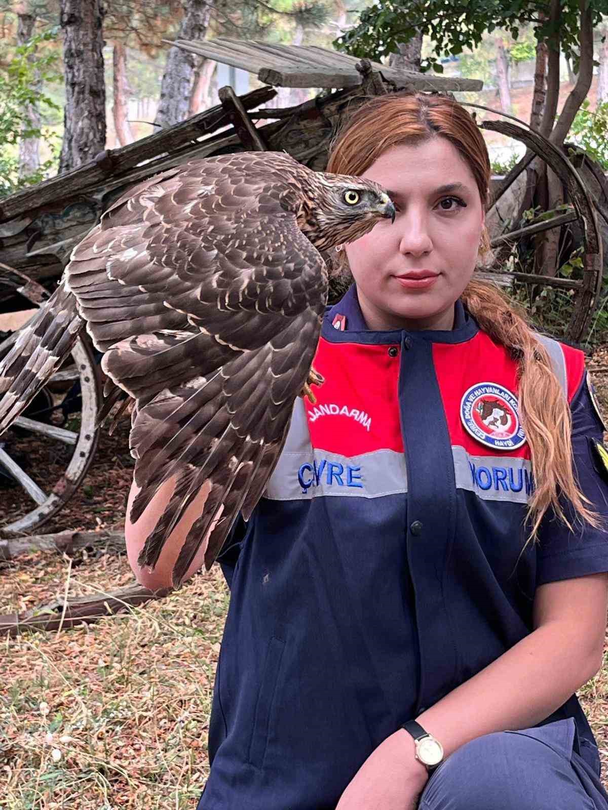 Yaralı Çakır kuşuna Jandarma ekiplerinin şefkatli eli uzandı
