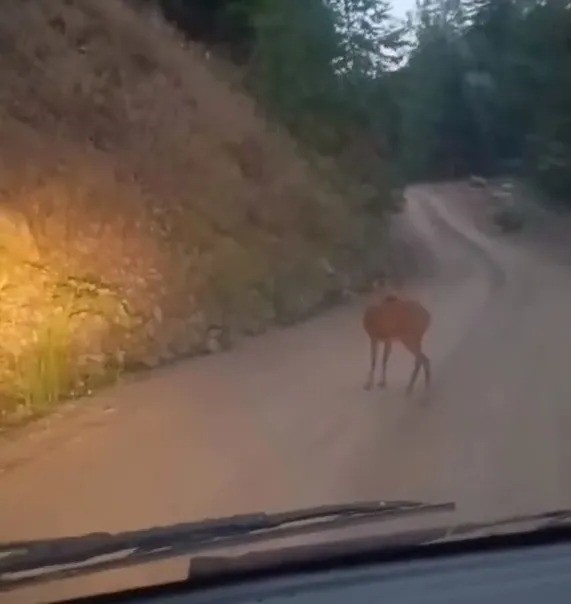 Sinop’ta yol ortasında dinlenen karaca kameraya yansıdı