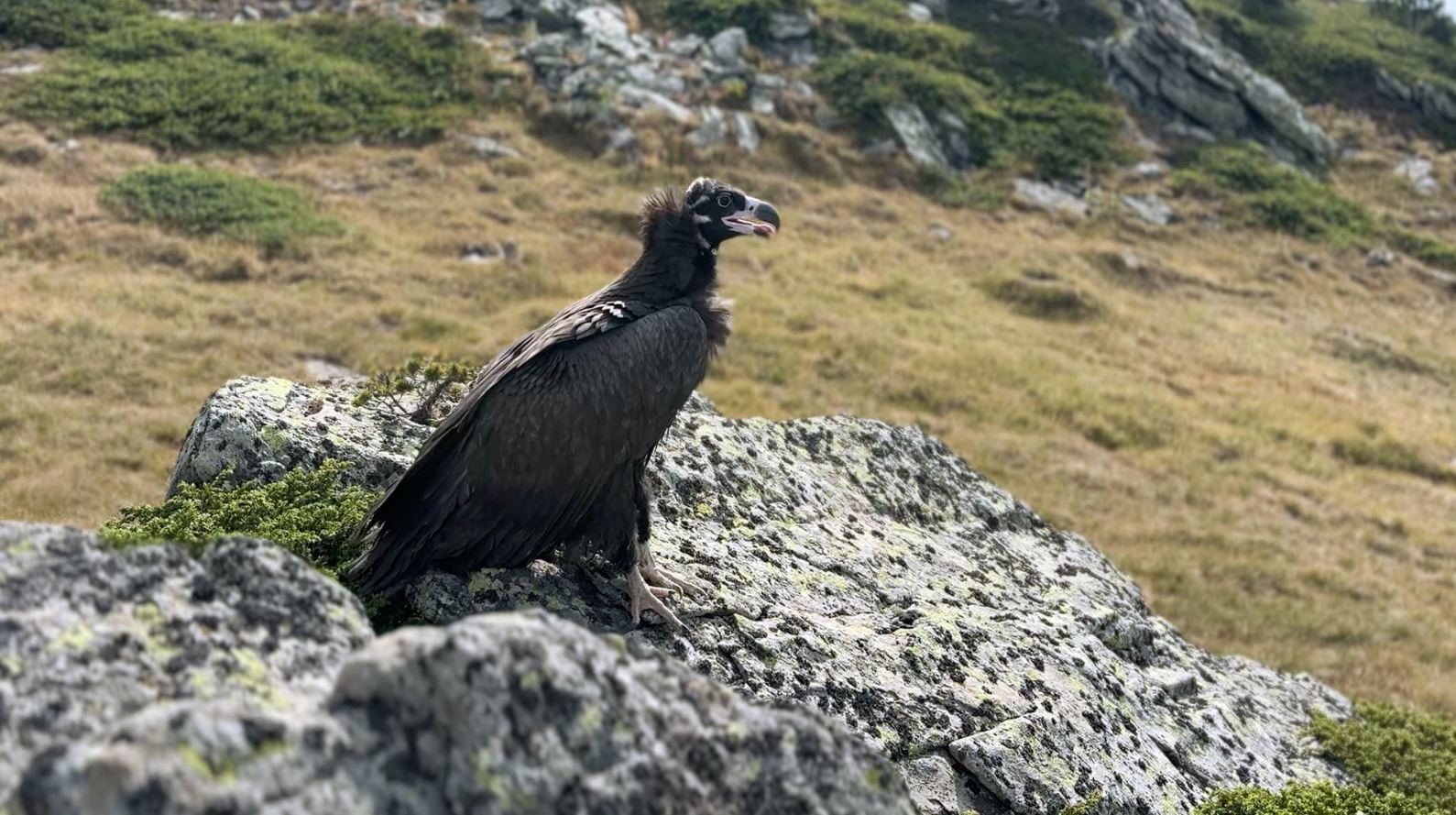 Ormanda hasta bulunan kara akbaba tedavi edildi
