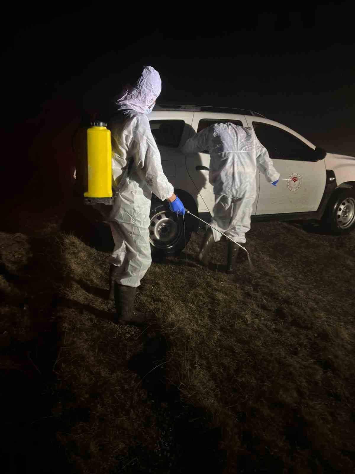 Gümüşhane’de şap hastalığı nedeniyle 5 köy karantinaya alındı