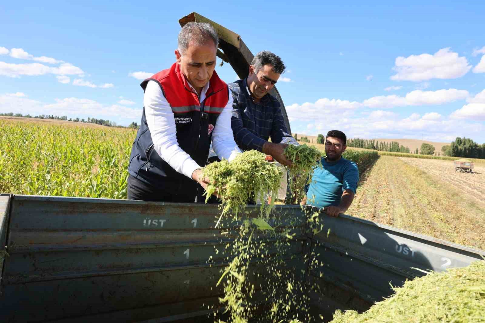 Kars’ta silajlık mısır hasadı