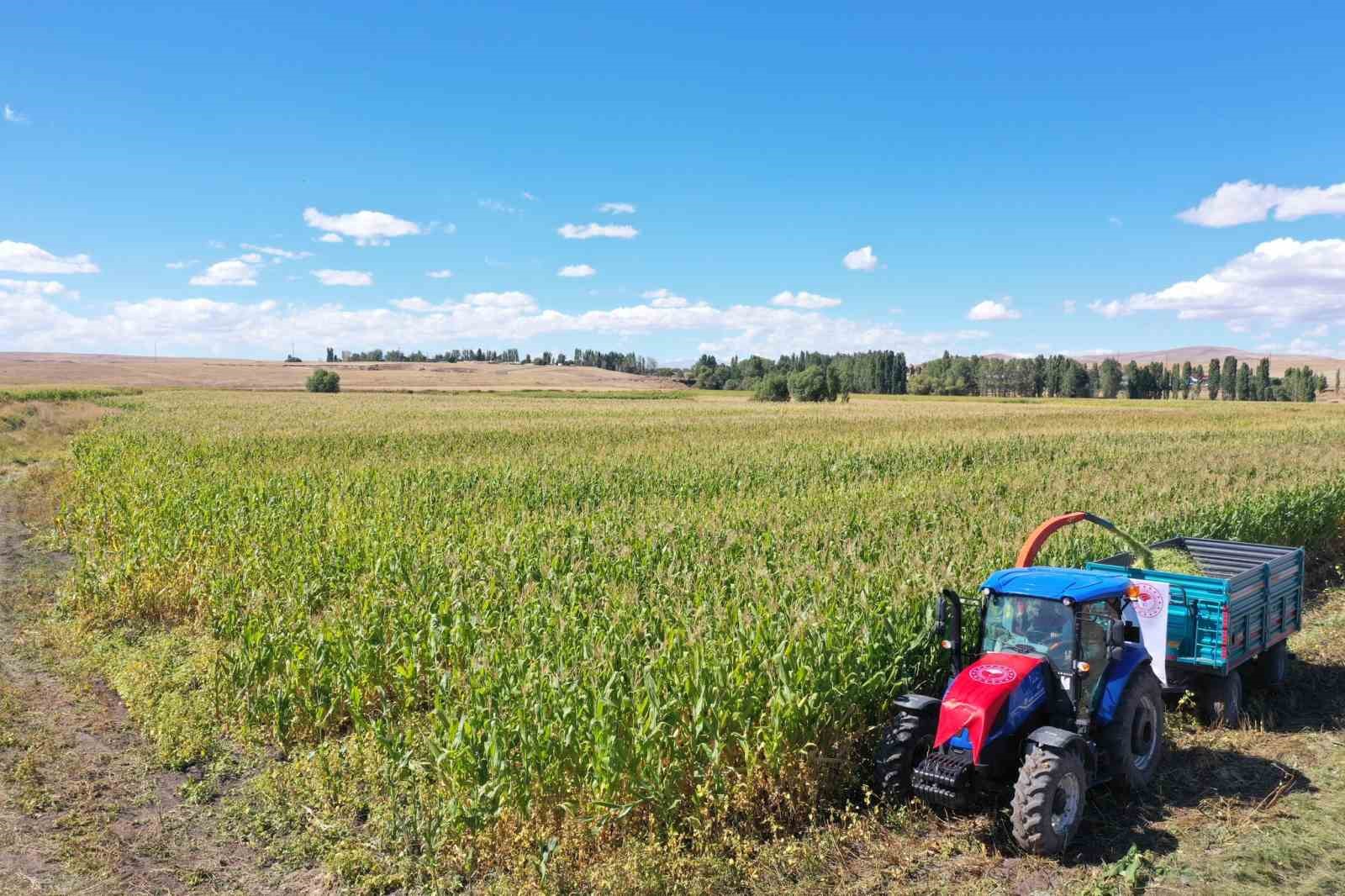 Kars&rsquo;ta silajlık mısır hasadı

