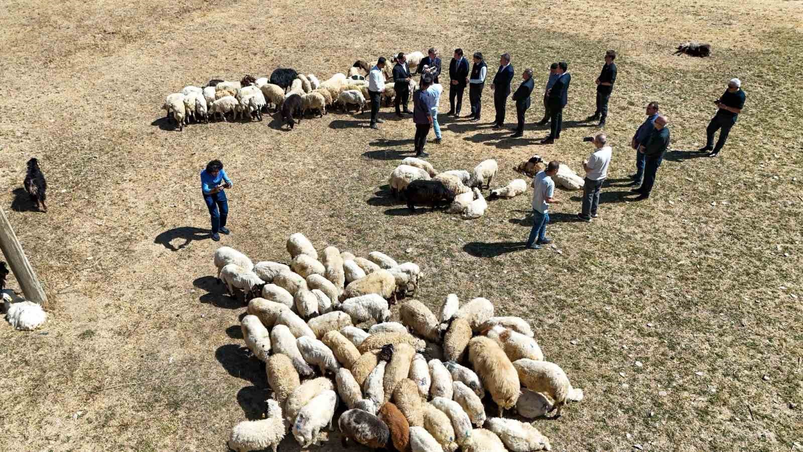 Vali Balcı: "Çiftçilerimize 240 bin koyun verdik"
