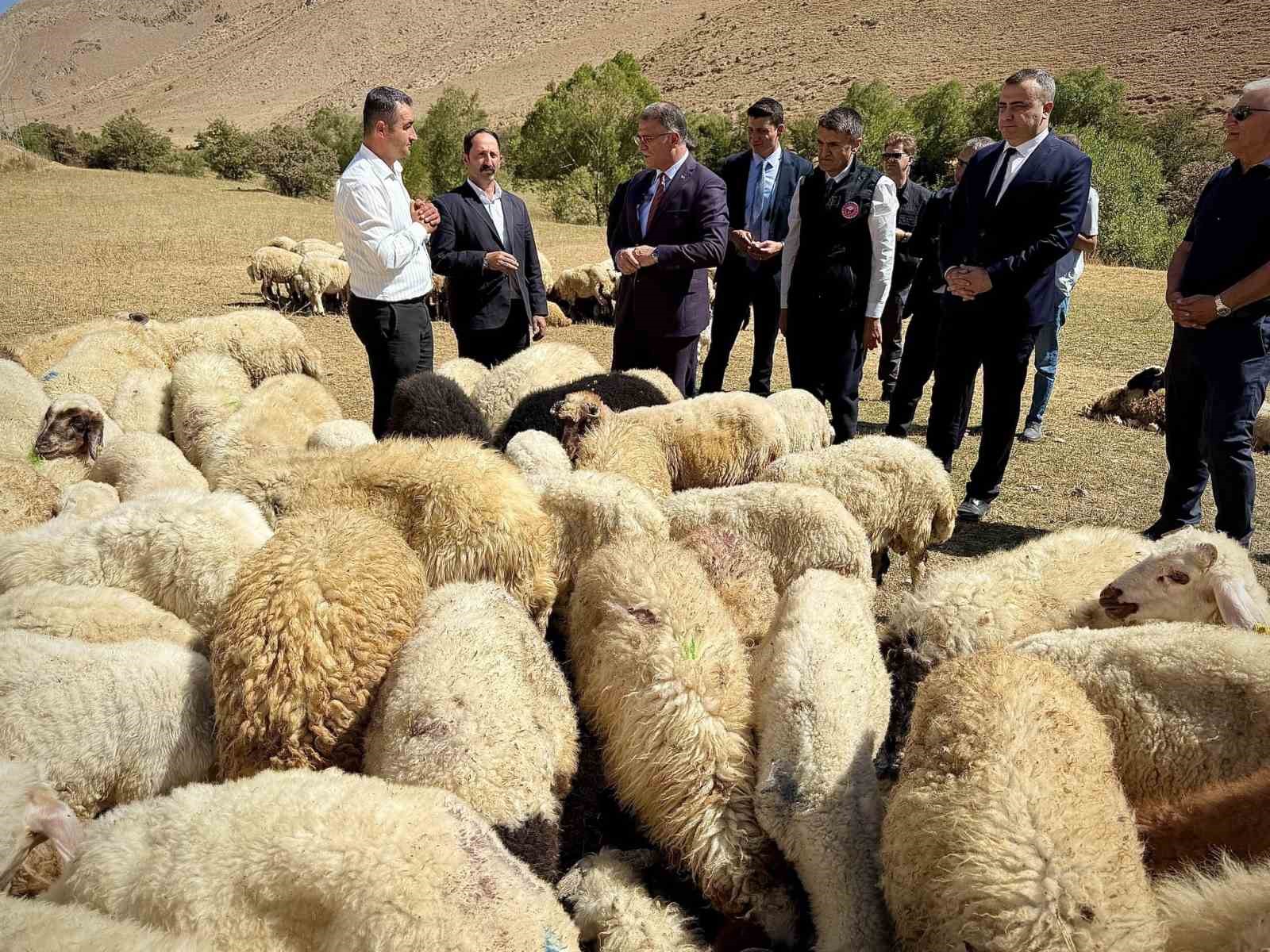 Vali Balcı: "&Ccedil;ift&ccedil;ilerimize 240 bin koyun verdik"
