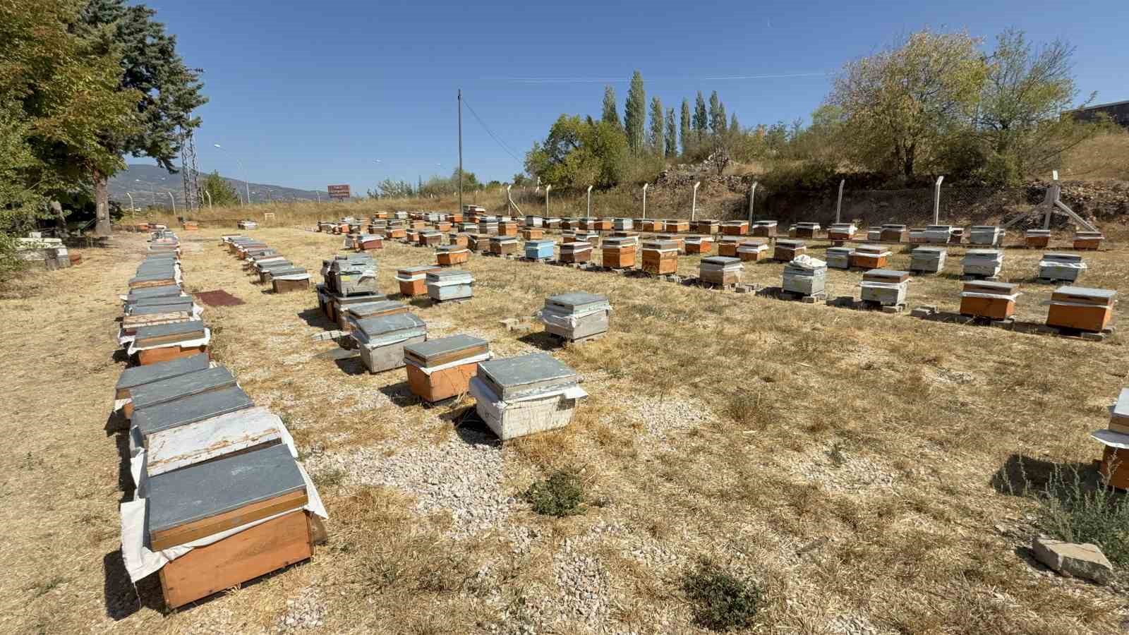 TOGÜ bal hasadı bölgesel kalkınmaya umut oldu

