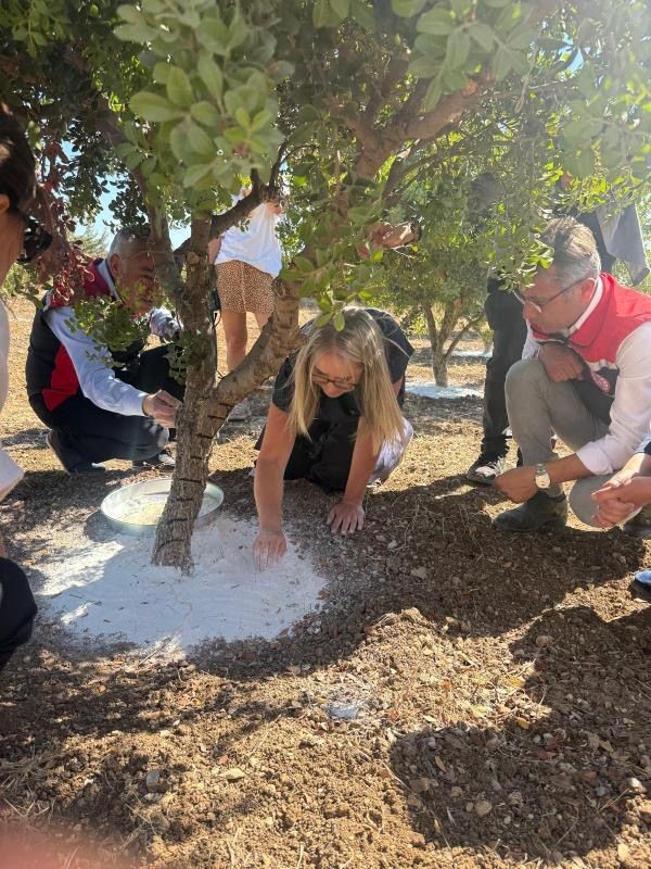 &Ccedil;eşme&rsquo;de damla sakızı ve zeytin hasadı başladı
