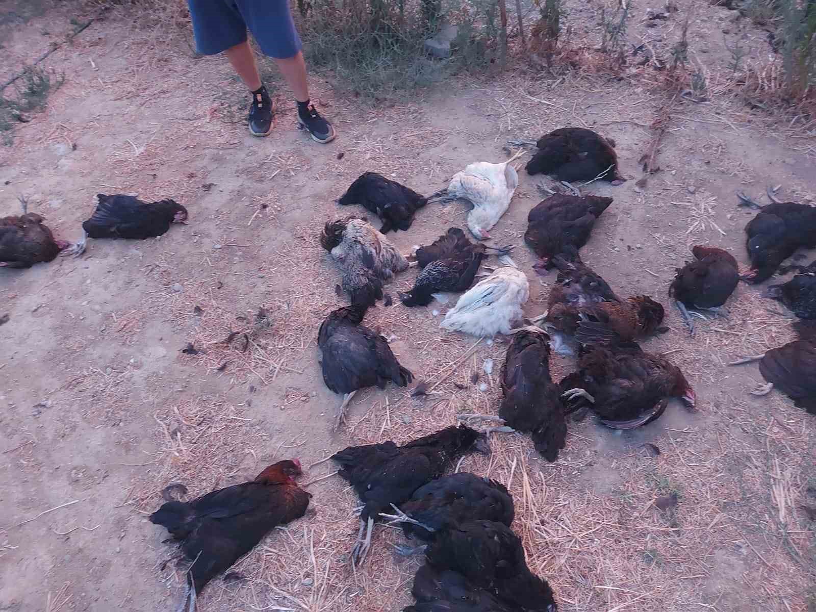 Sokak köpekleri 25 tavuğu telef etti