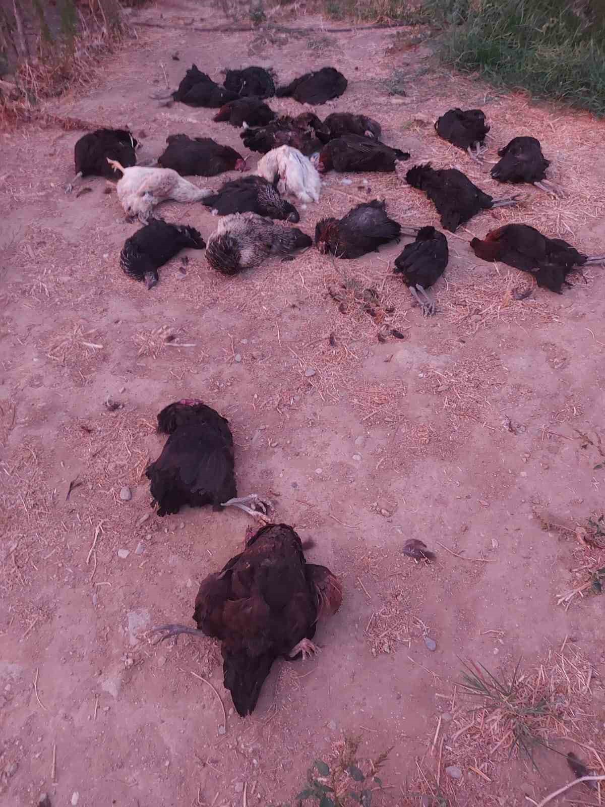 Sokak k&ouml;pekleri 25 tavuğu telef etti
