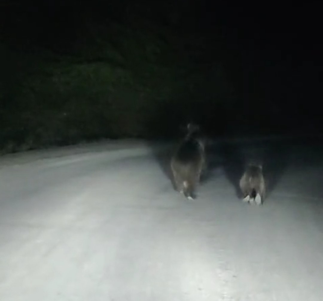 Seyir halindeki otomobilin önüne ayı çıktı