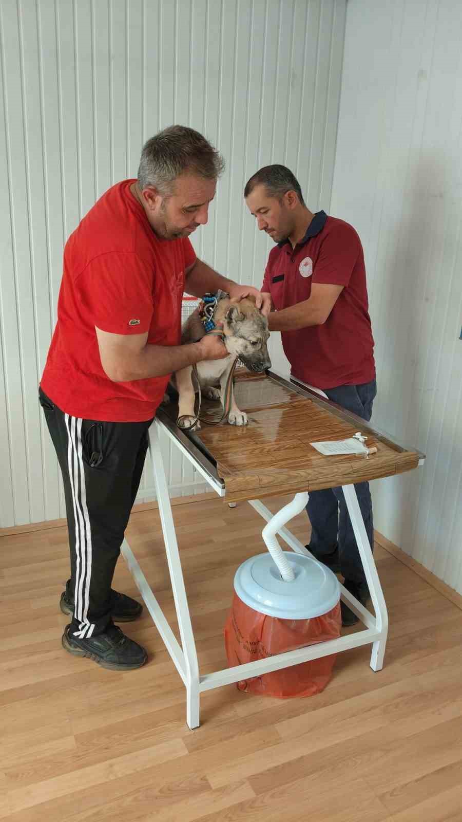 Evcil hayvan sahiplerine mikroçip uyarısı