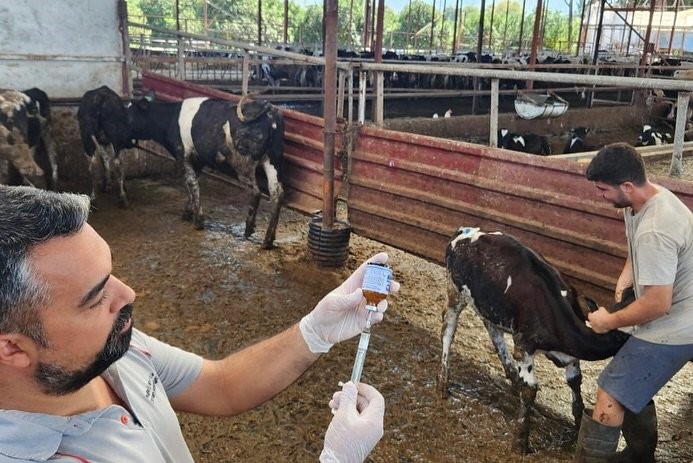 Muğla&rsquo;da şap hastalığıyla m&uuml;cadele hız kesmiyor
