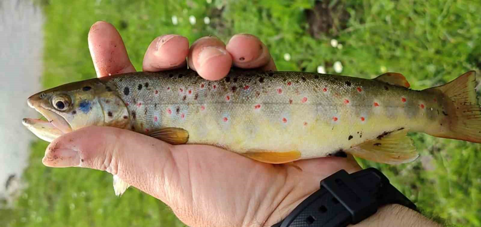 Erzincan’da kırmızı benekli alabalığın nesli tükeniyor