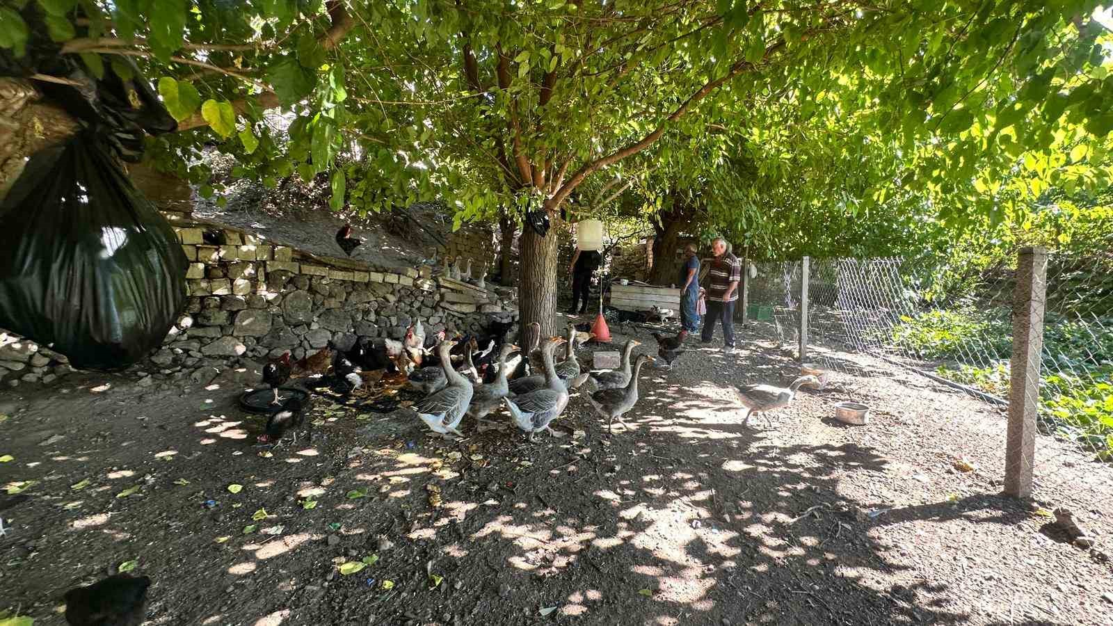 Tilkiler kümeslere dadandı, aileler gündüz nöbette
