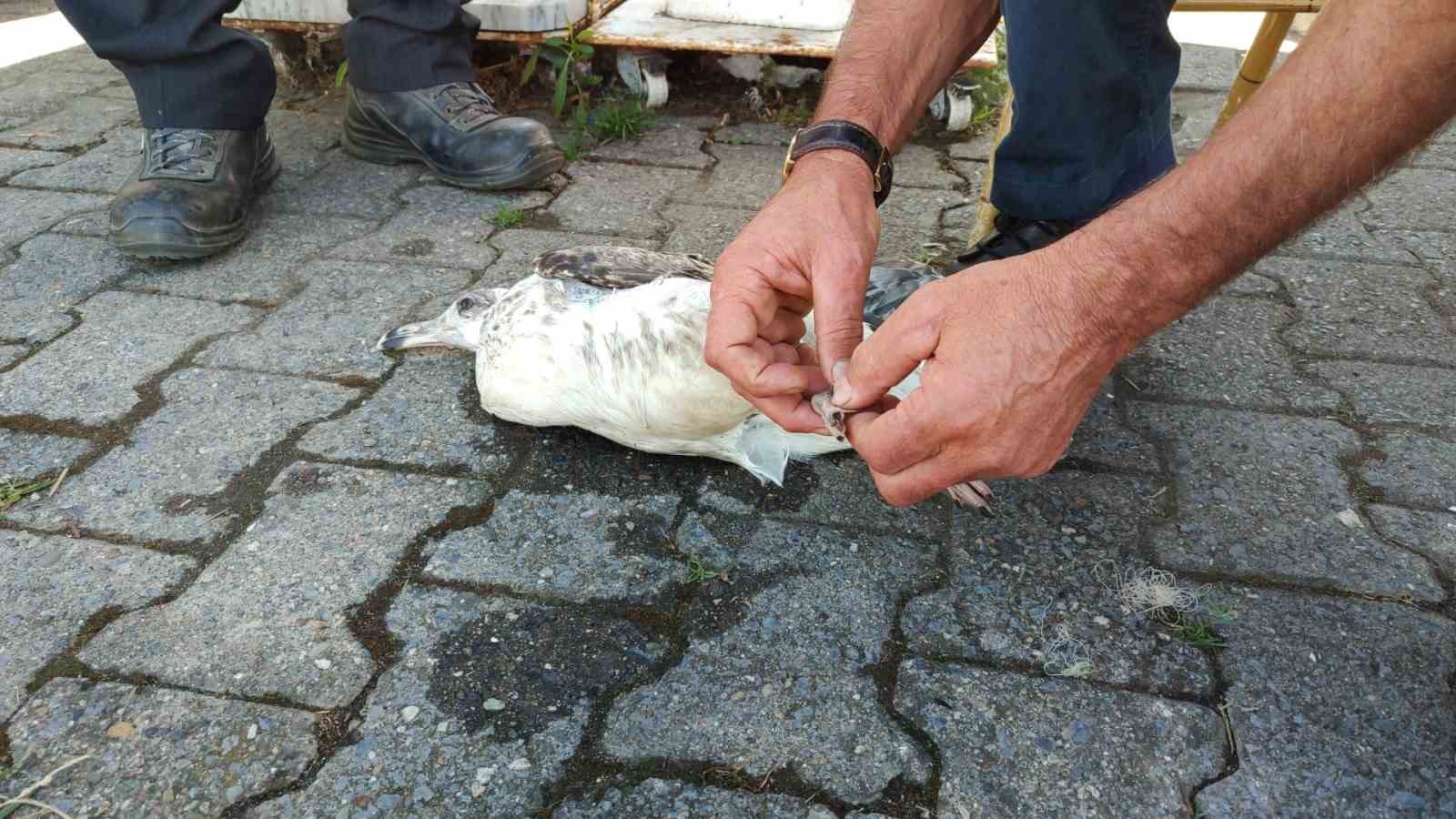 Duyarlı vatandaş martının hayatını kurtardı