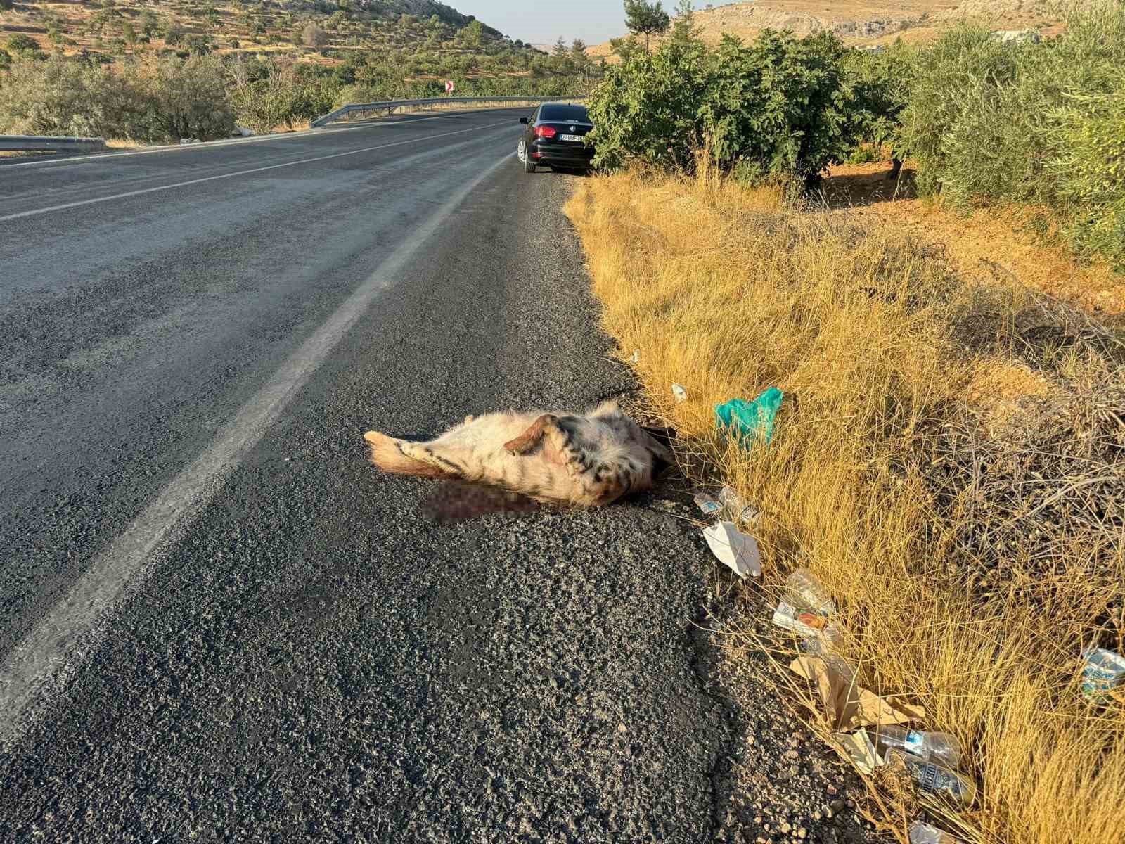 Aracın &ccedil;arptığı &ccedil;izgili Anadolu sırtlanı telef oldu
