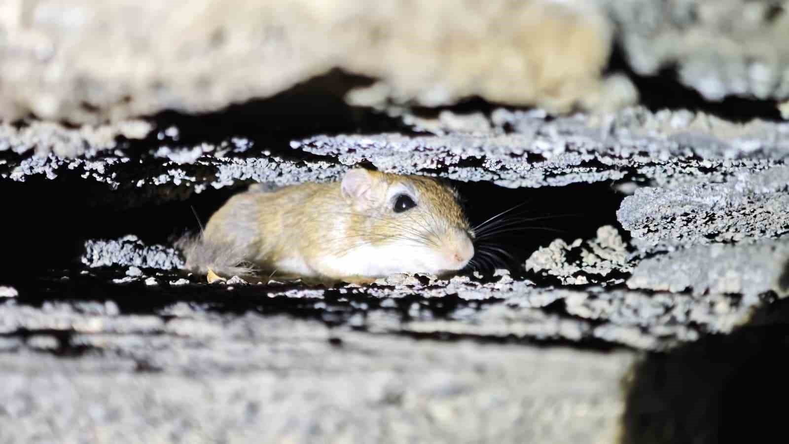 Tatvan’da nesli tehdit altındaki Arap tavşanları görüntülendi