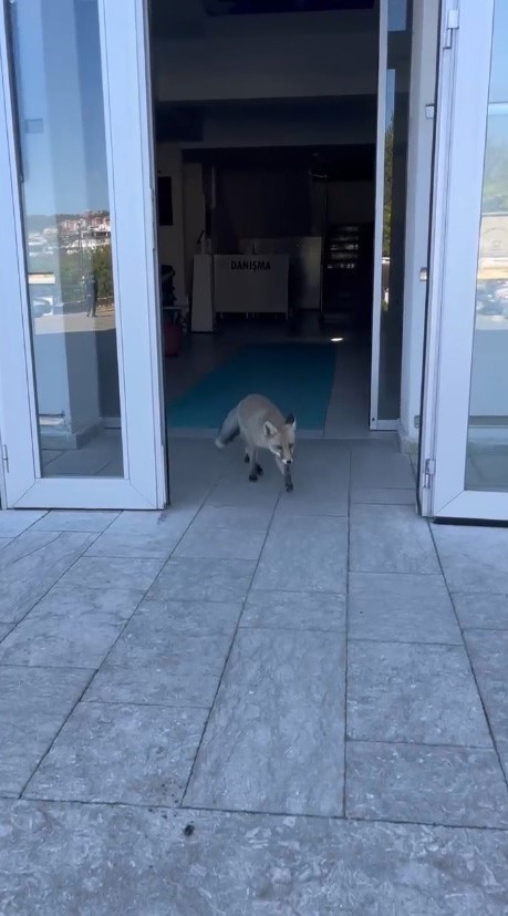 Milli Eğitim M&uuml;d&uuml;rl&uuml;ğ&uuml; binasına giren tilki hayrete d&uuml;ş&uuml;rd&uuml;
