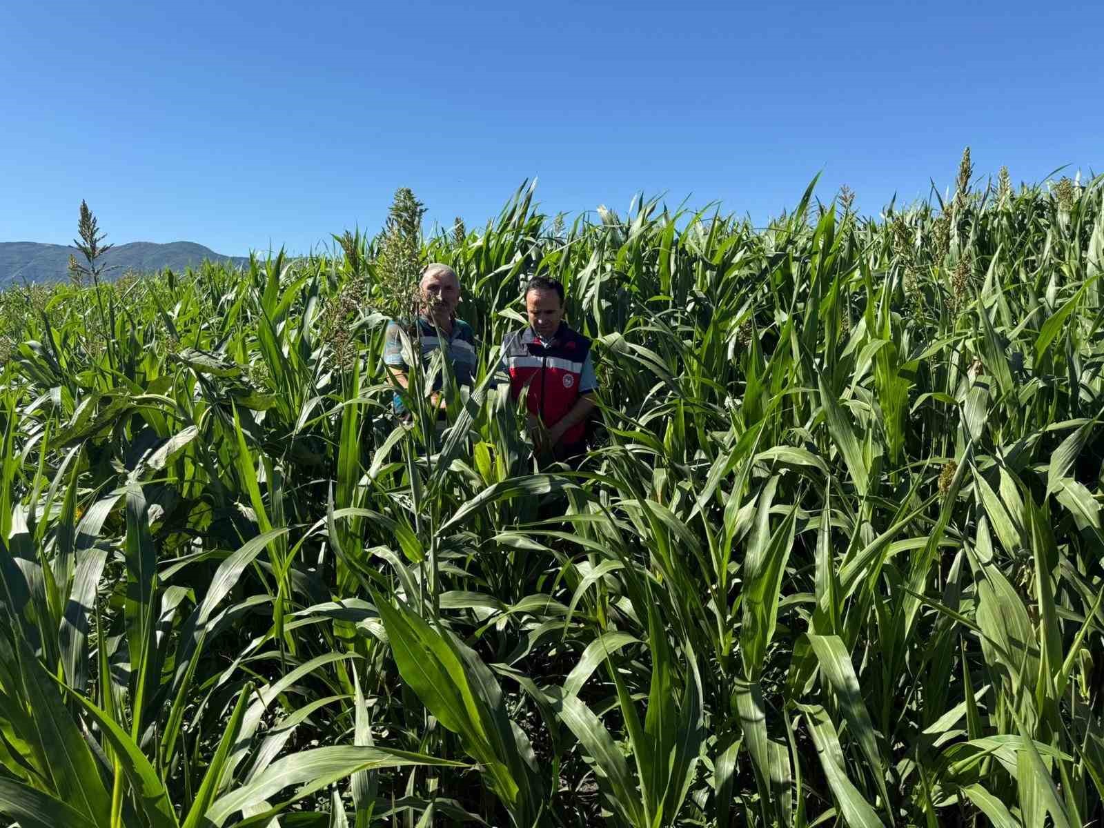 Simav&rsquo;da hasat kontrolleri
