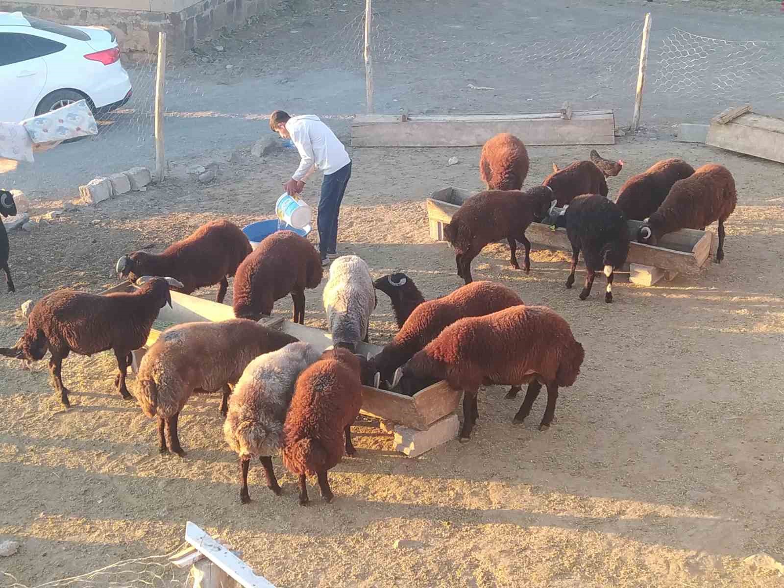 Patnos&rsquo;ta besiciler kış hazırlığını s&uuml;rd&uuml;r&uuml;yor
