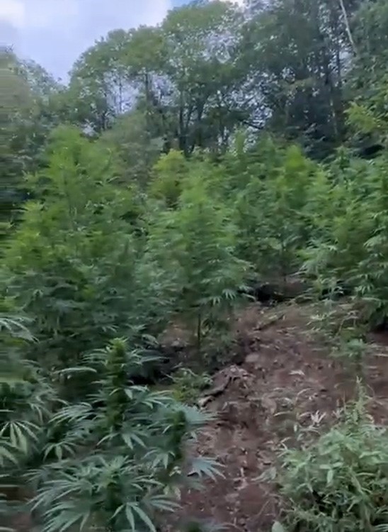 Samsun’da 57 kilo 955 gram kubar esrar ele geçti