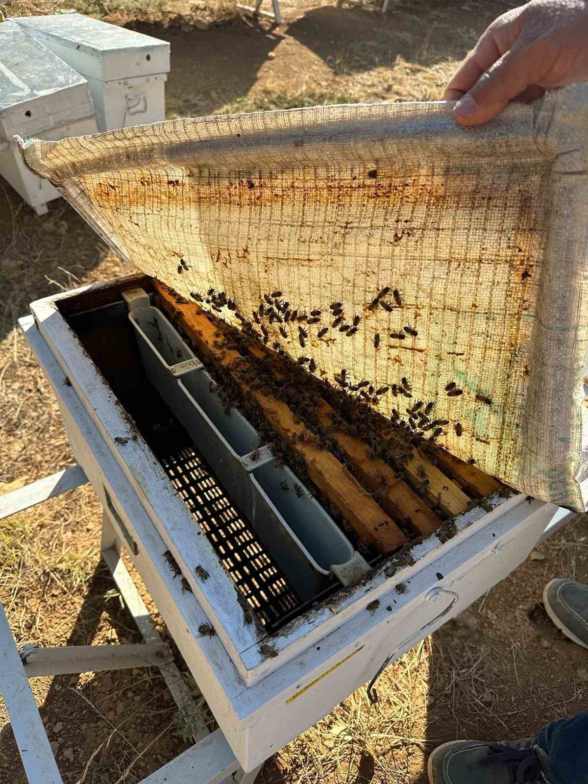 Beyşehir&rsquo;de arılı kovan sayımları yapılıyor
