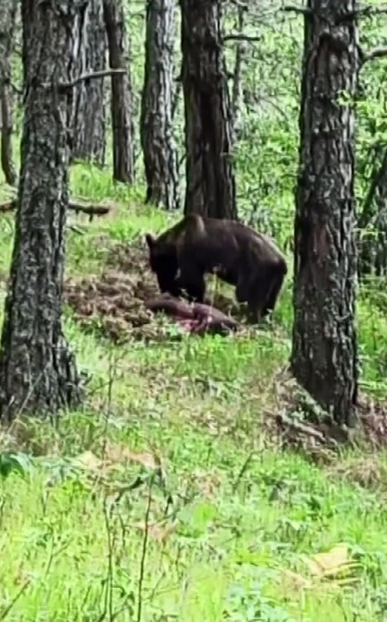 Ormanda avladığı domuzla beslenen ayı kameraya yansıdı