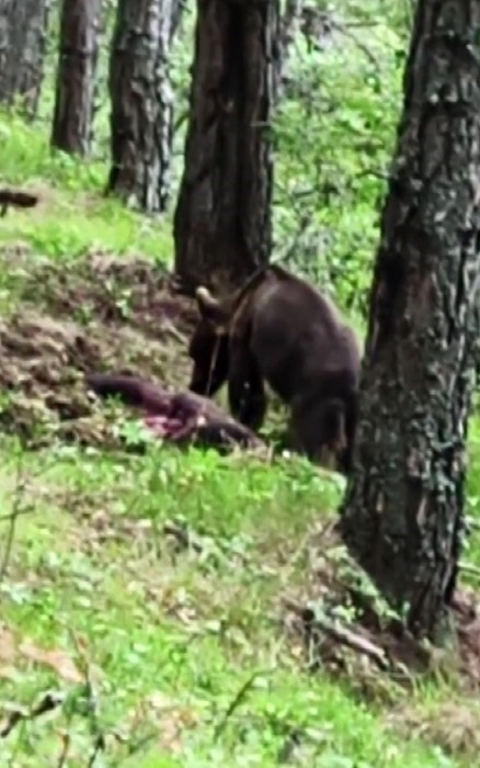 Ormanda avladığı domuzla beslenen ayı kameraya yansıdı