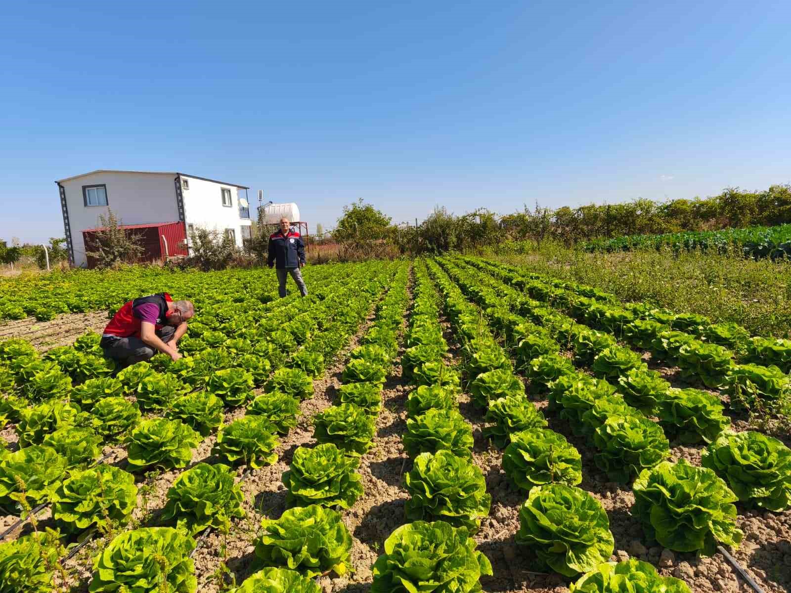 Beyşehir’de bitkisel üretim takip altında