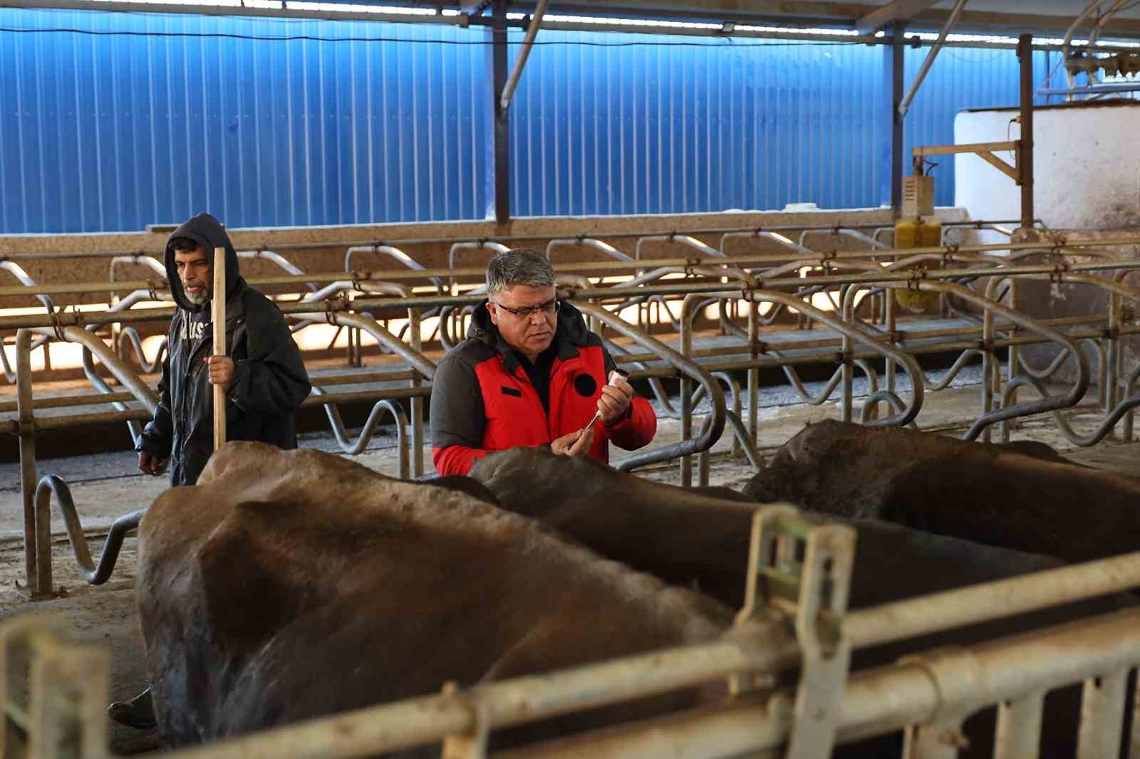 Muğla’da 240 bin hayvan şap aşısı olacak