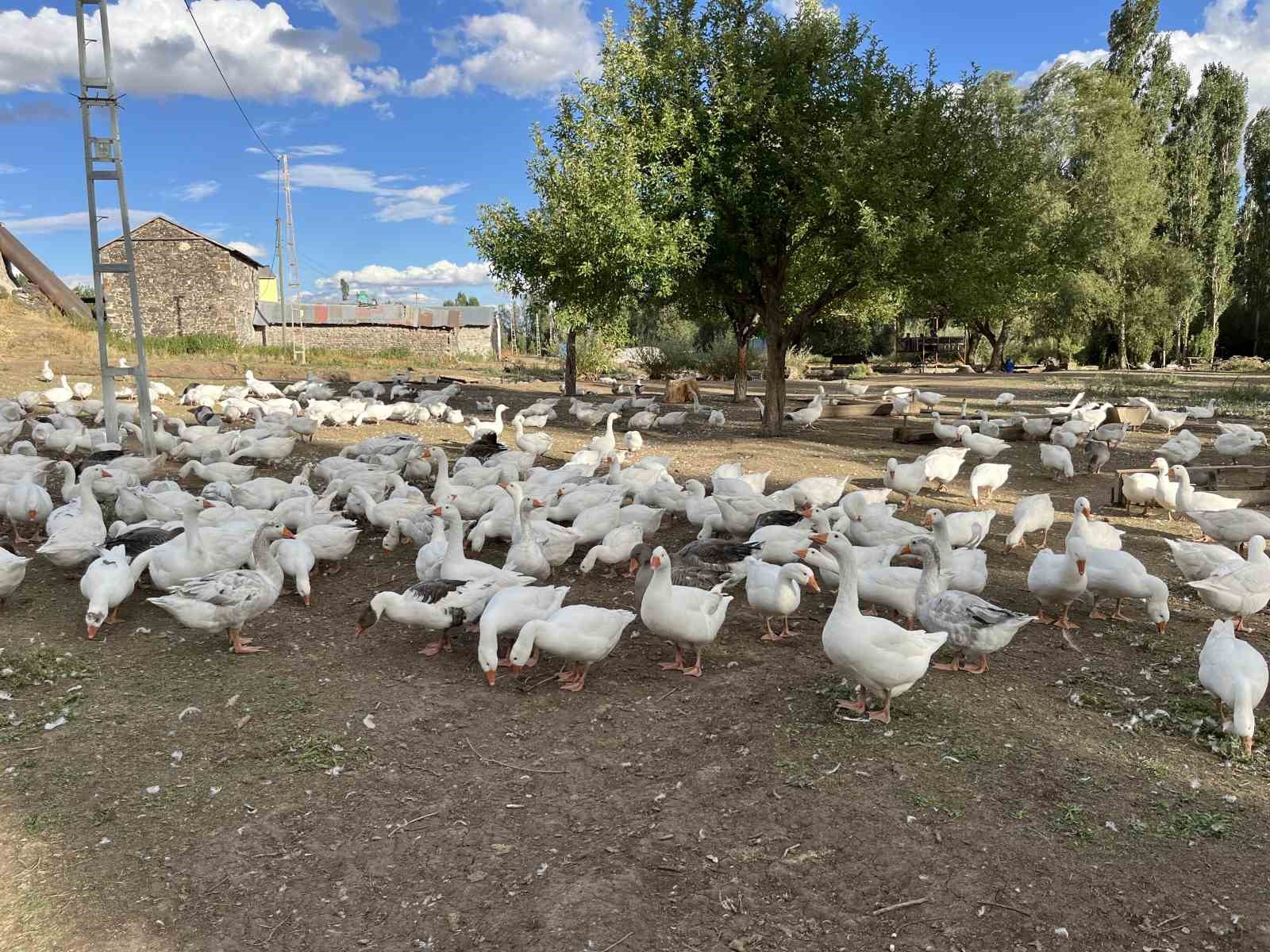 Kars’ta kazlar kesime hazırlanıyor: Sofralık lezzet için geri sayım başladı