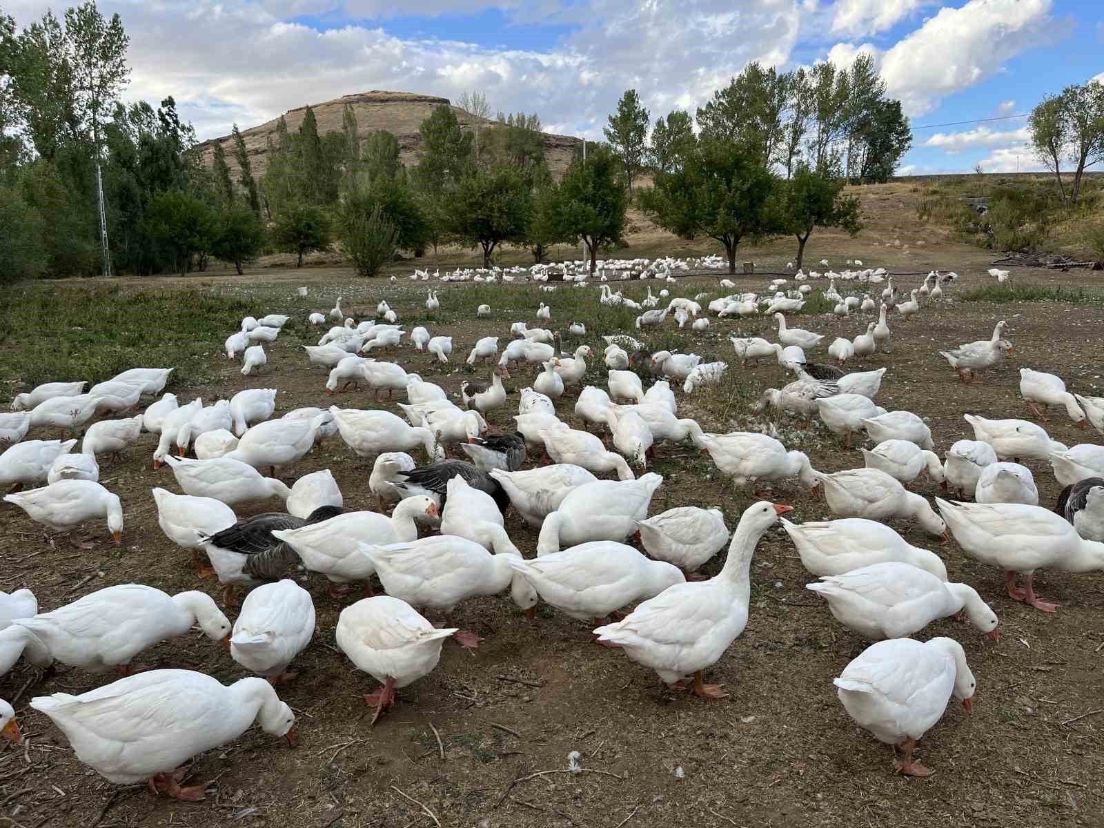 Kars&rsquo;ta kazlar kesime hazırlanıyor: Sofralık lezzet i&ccedil;in geri sayım başladı
