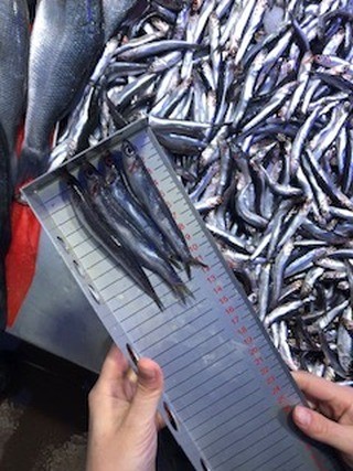 Bilecik’te perakende balık satış yerleri denetlendi