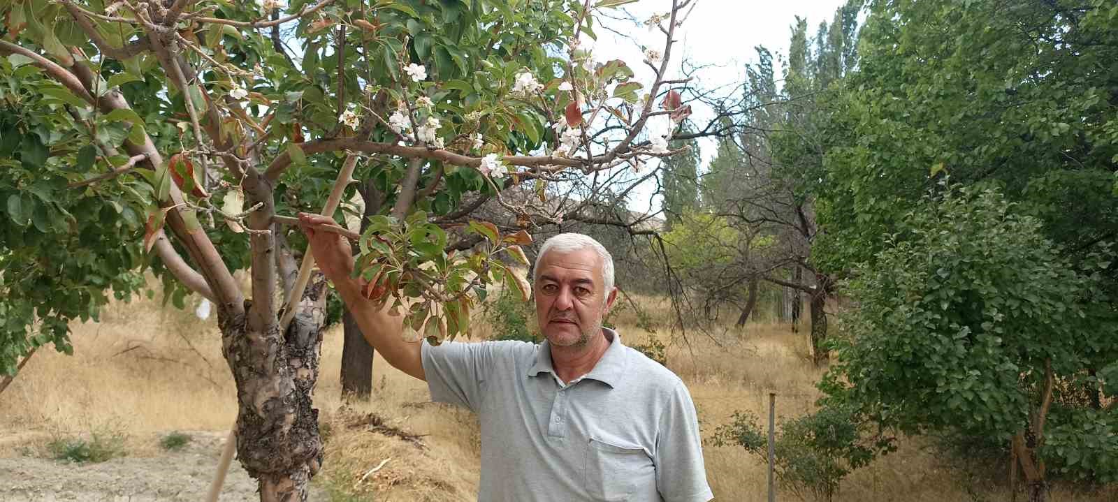 Sonbaharda &ccedil;i&ccedil;ek a&ccedil;an ağa&ccedil; g&ouml;renleri hayrete d&uuml;ş&uuml;rd&uuml;
